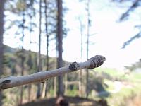  9. April 2011 - aber noch regen sich die Knospen nicht